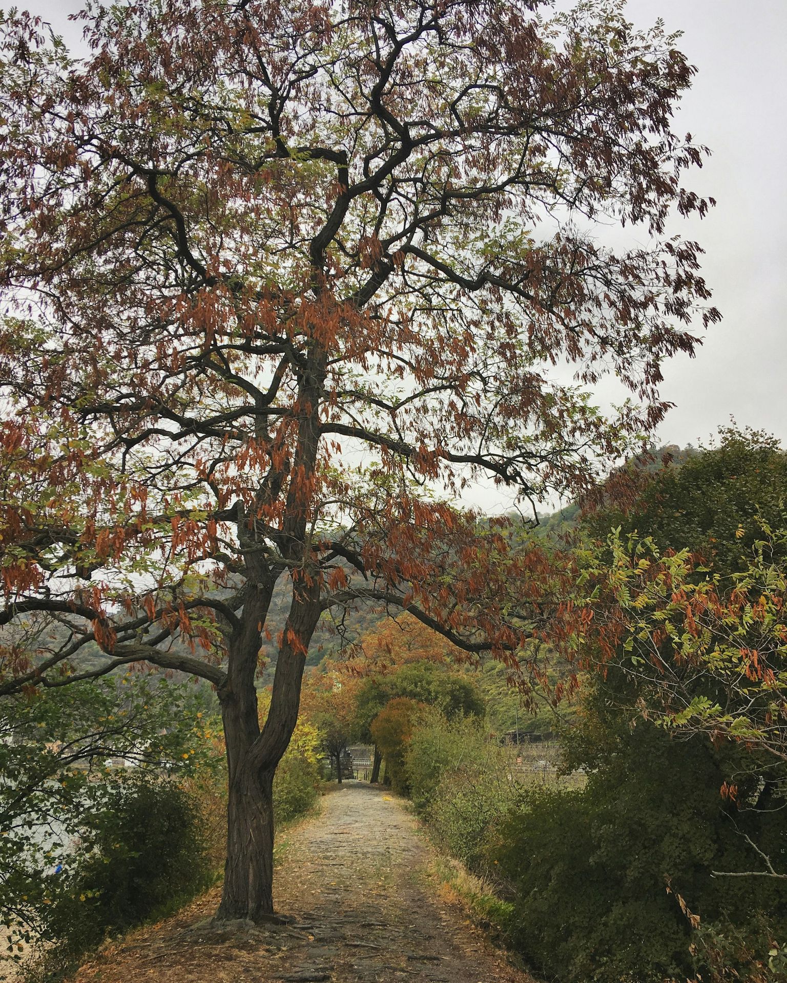 a tree that is next to a dirt road